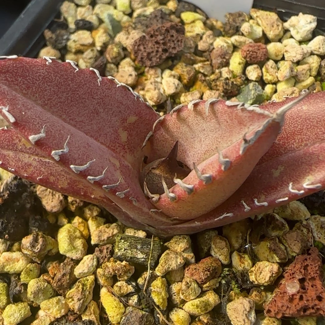 实生13啦啦啦啦啦啦