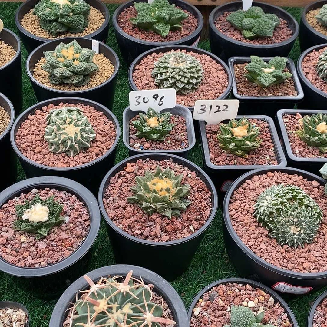 仙人球花又专拍美