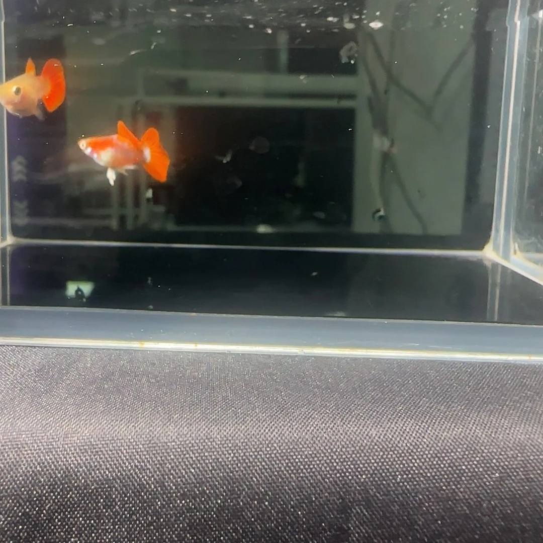 孔雀鱼关注主播可以竞拍