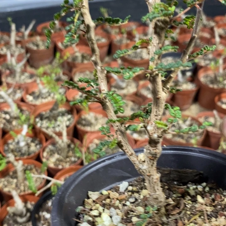 木***枭泡泡叶橄榄带盆土发货