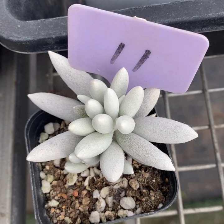 伯克利和格兰的故事是他