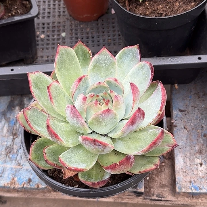 惊鸿一物一拍包装收缩花旱