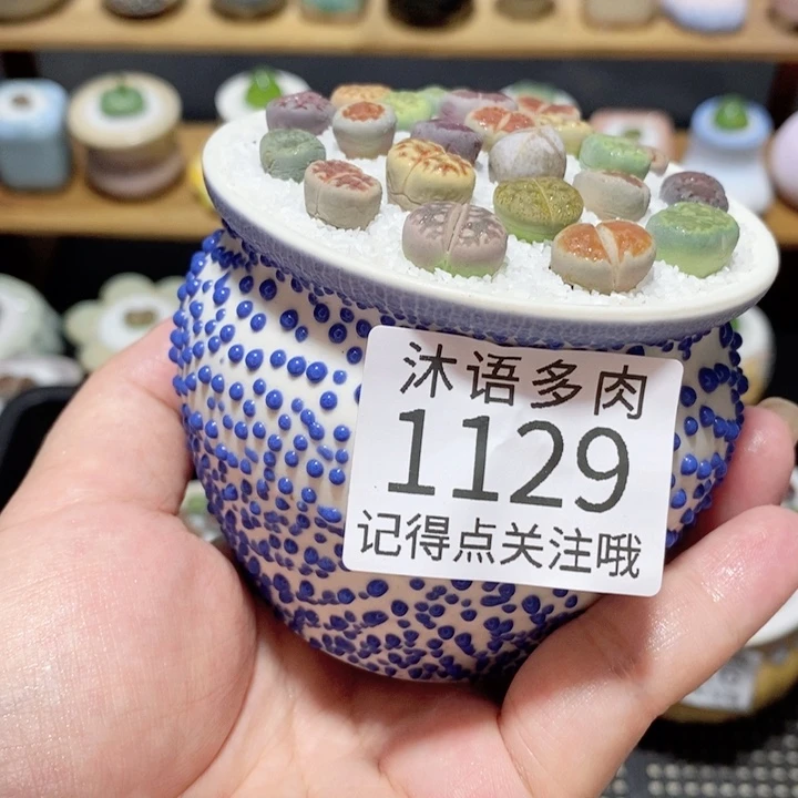 带盆土植物 精美盆栽1129