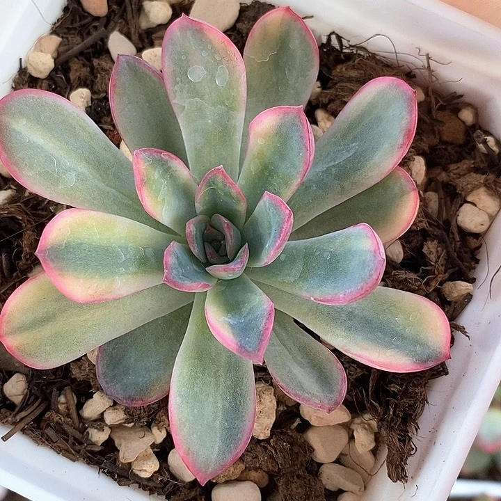 花脸拉丝雨燕座一物一拍