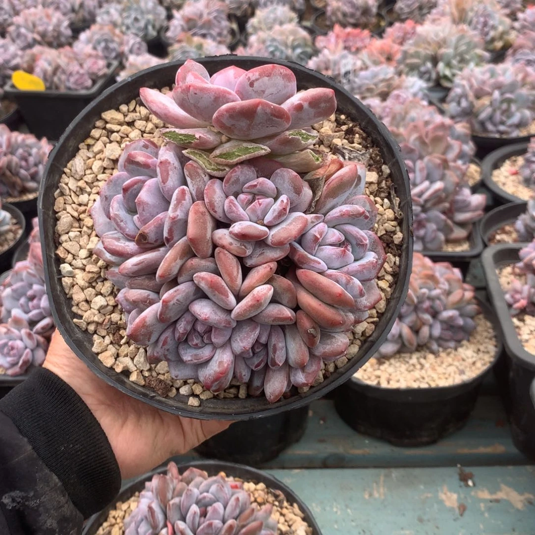 无花朵哈哈哈哈哈哈哈哈哈23