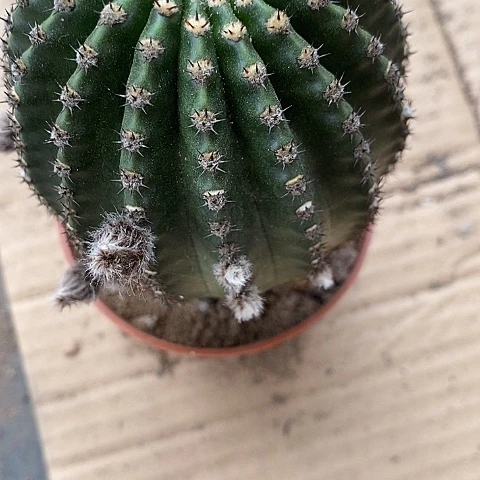 粉金刚仙人球246只5