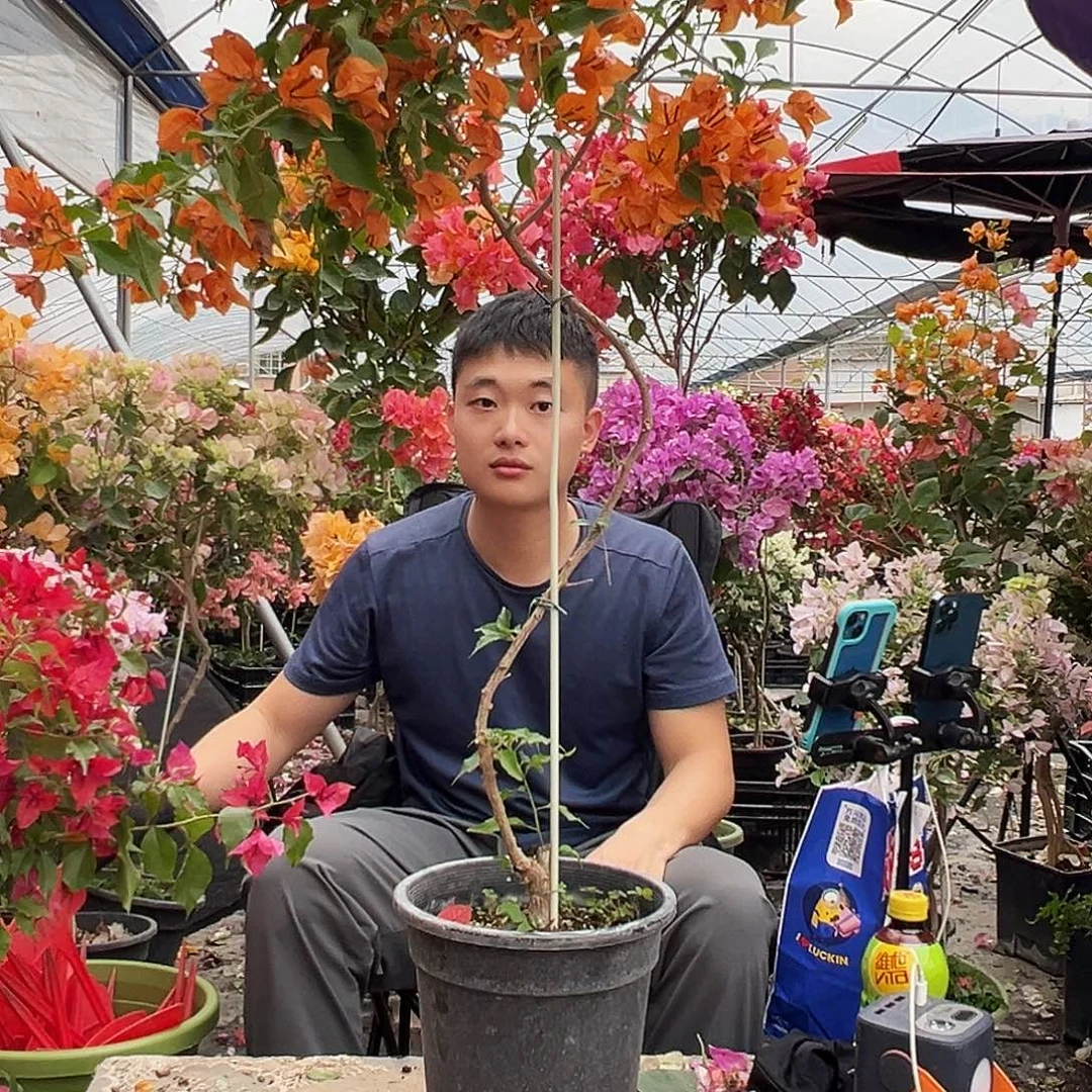 热***肉大部分花苞少量开放M13橙桑巴