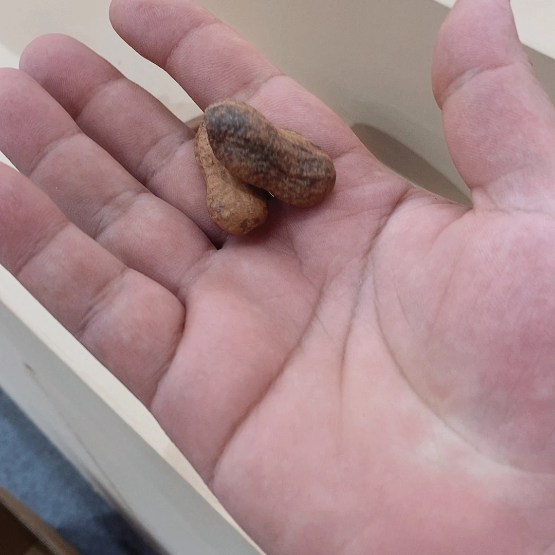 壶厦门茶博会福利95150