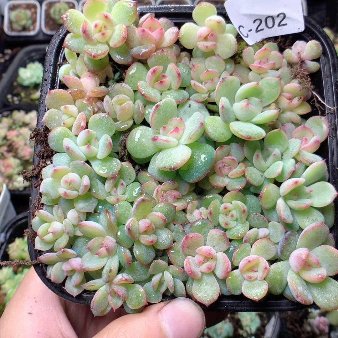 无花朵C202玉笛yyyyyy