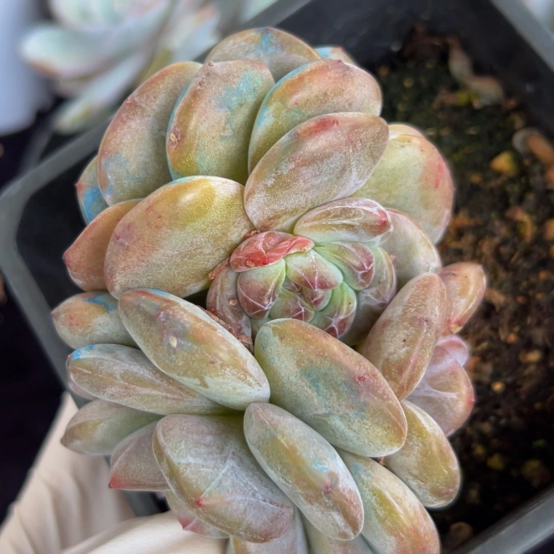 新年快乐 新年快乐 新年快乐