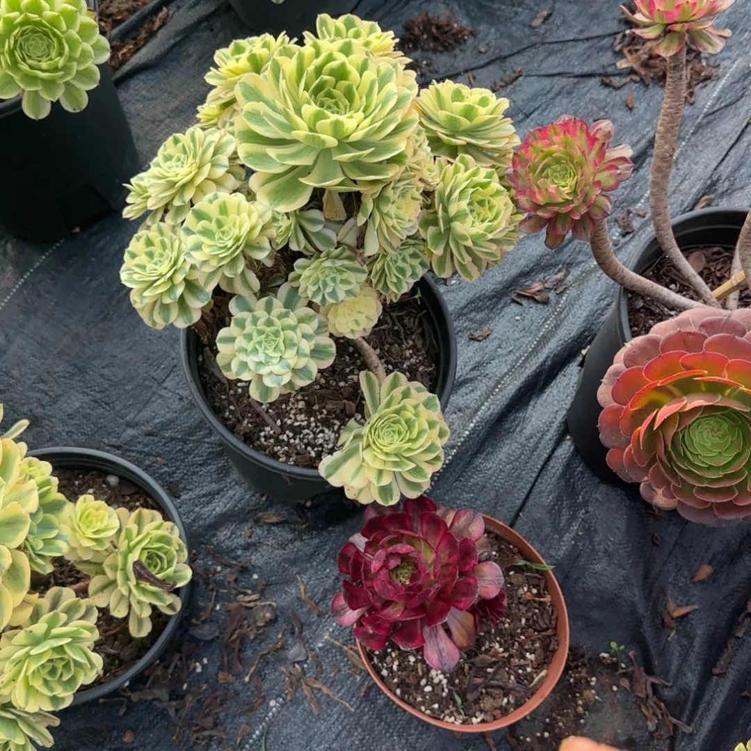 精品多肉植物123456