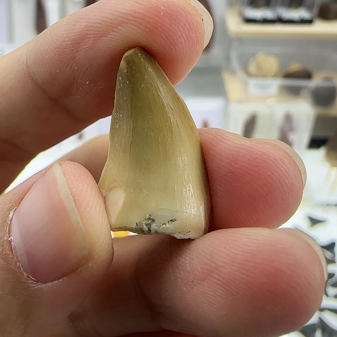 有机玻璃沧龙牙齿化石