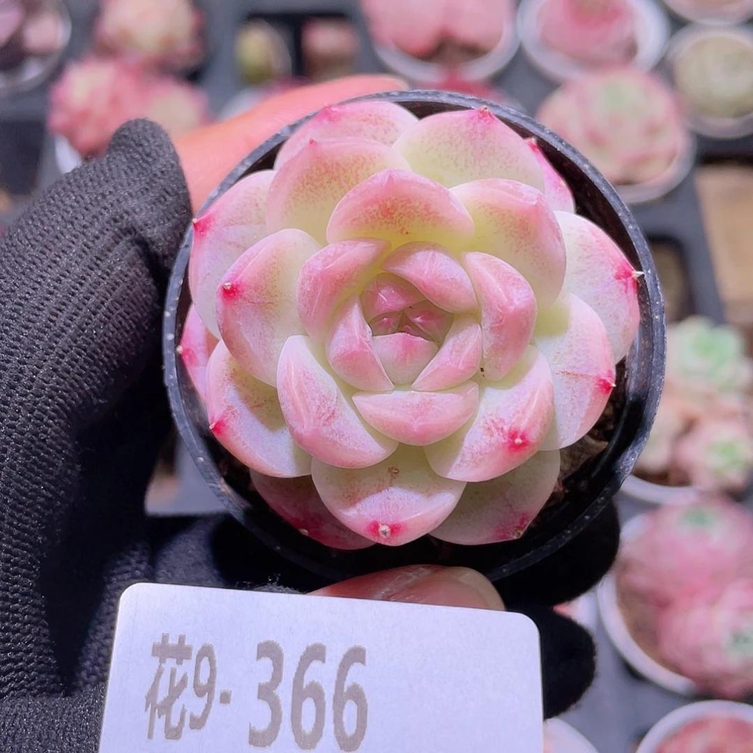 花利美9-366新品