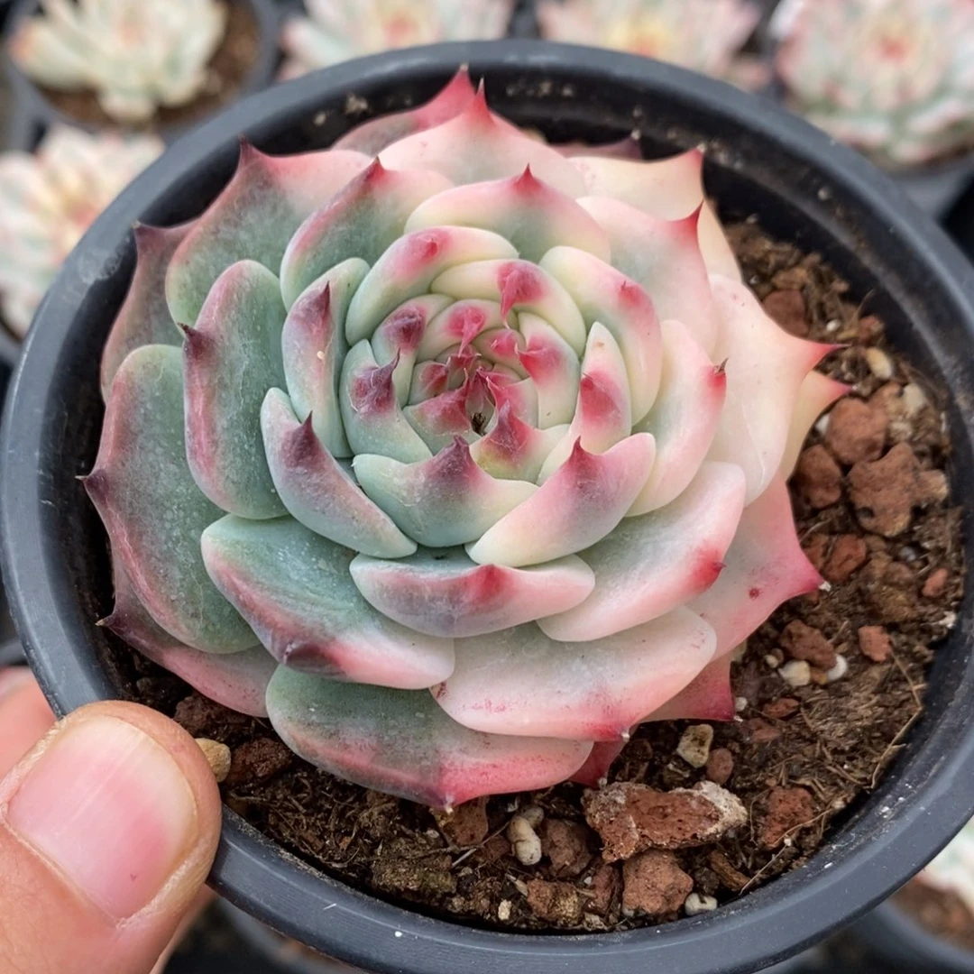 吉娃娃多肉植物9260