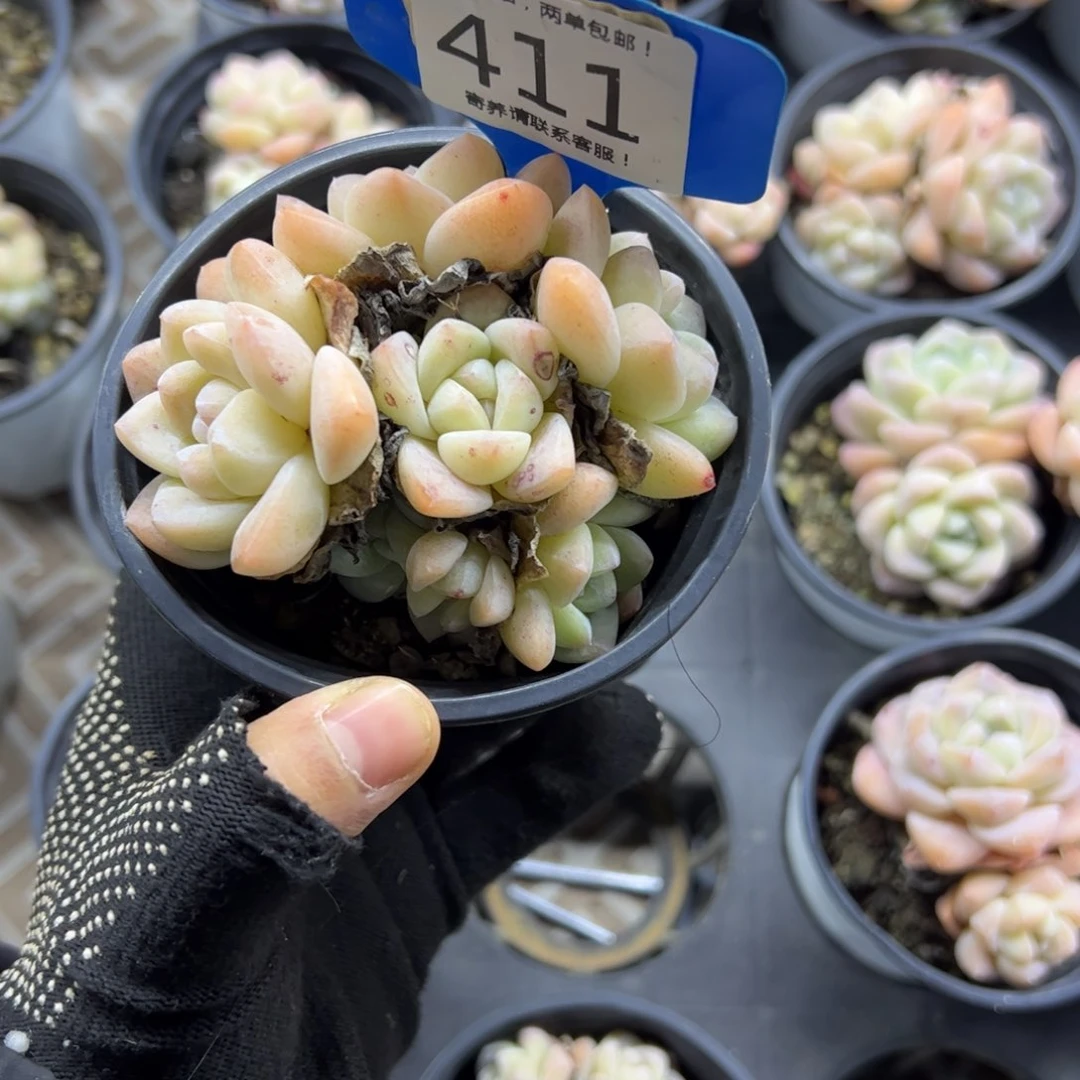 红陶想****树411号多肉植物