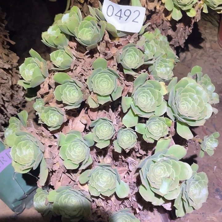多肉植物法师492绿杨蓉
