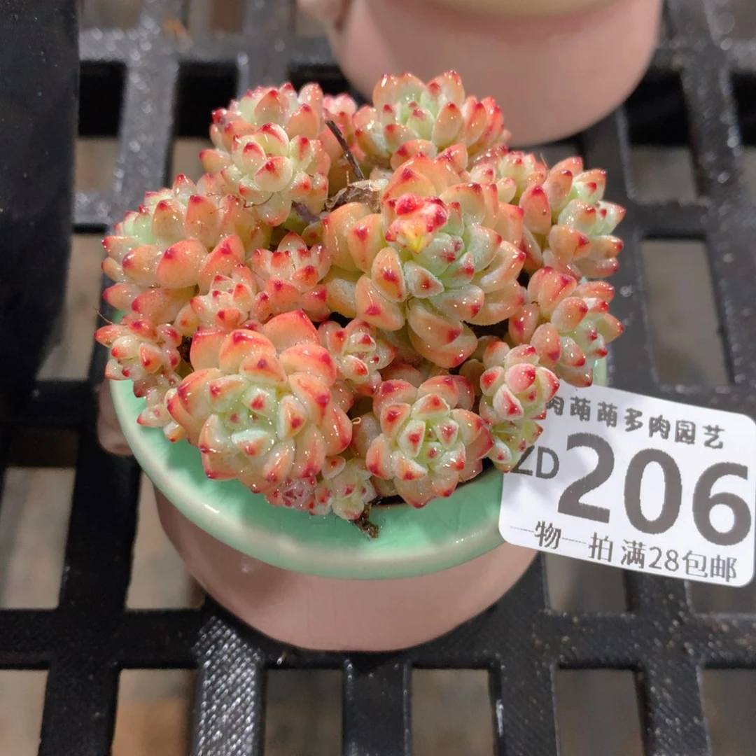 肉萌萌拇指盆精控多肉ZD206