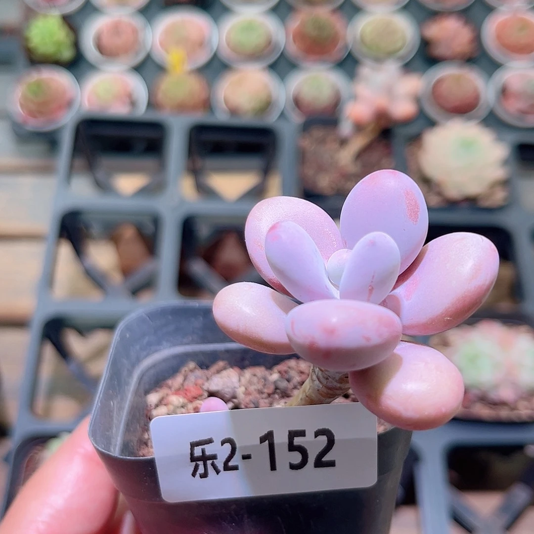 乐然2-152 桃蛋单头