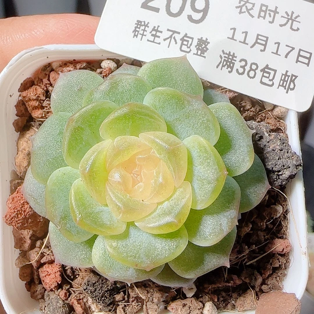 1117-209无尽灯优选