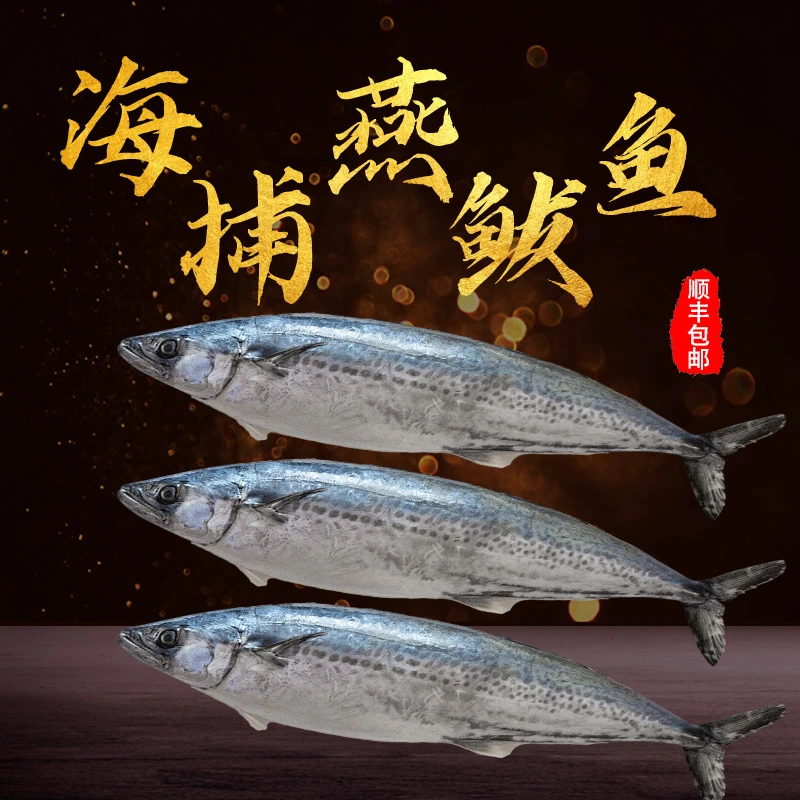 特大号大鲅鱼燕鲅鱼蓝点马鲛鱼小船新鲜野生海捕威海海鲜送礼年货