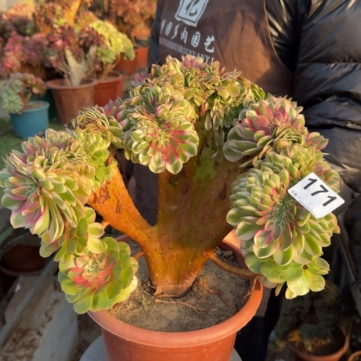 荔枝法师锦缀化171