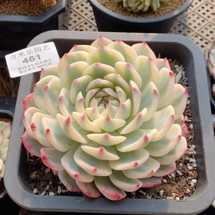 ༺****༻461吉娃娃锦15厘米多肉植物