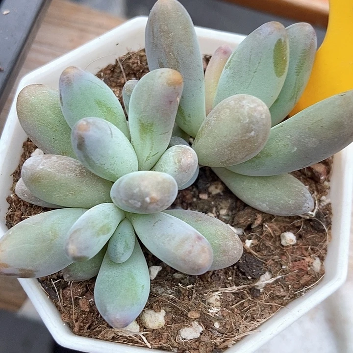 多肉植物企鹅912duorq
