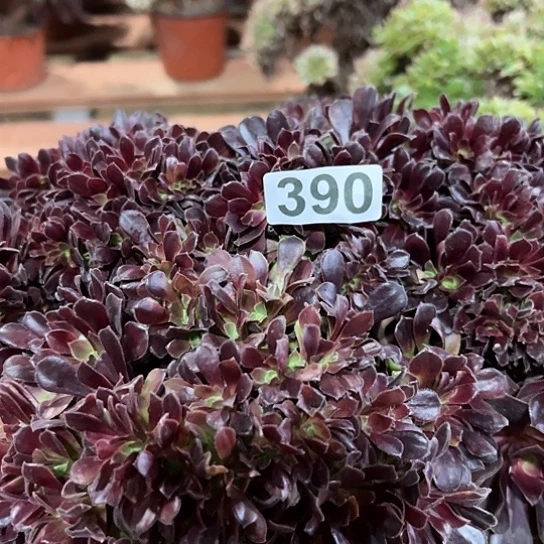 天***意多肉植物一个欧子390