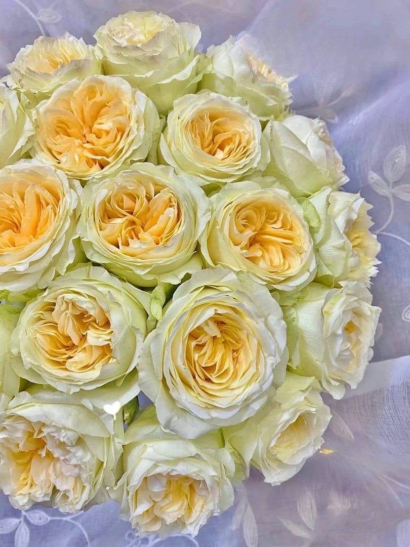 [蝶舞]玫瑰一单不包邮！！