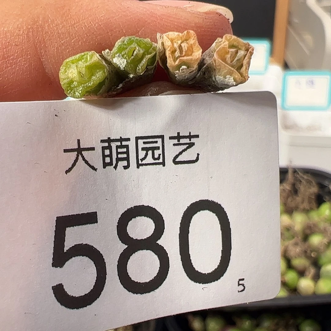 0000580 一物一拍……