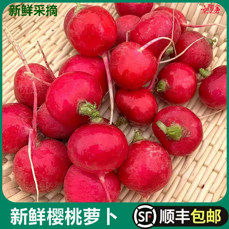 樱桃萝卜新鲜小红萝卜水果萝卜西餐沙拉蔬菜健身食材1斤顺丰包邮