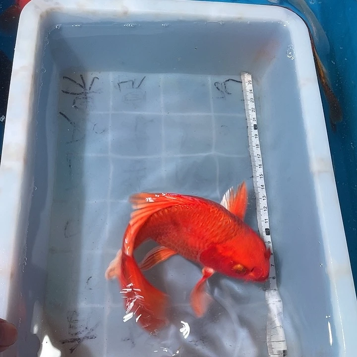 蝴蝶鲤鱼渔场直发88