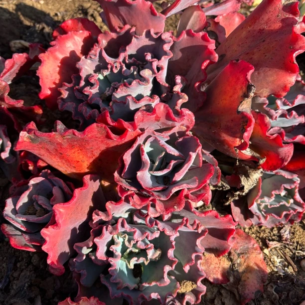 多头婚纱包菜 多肉植物
