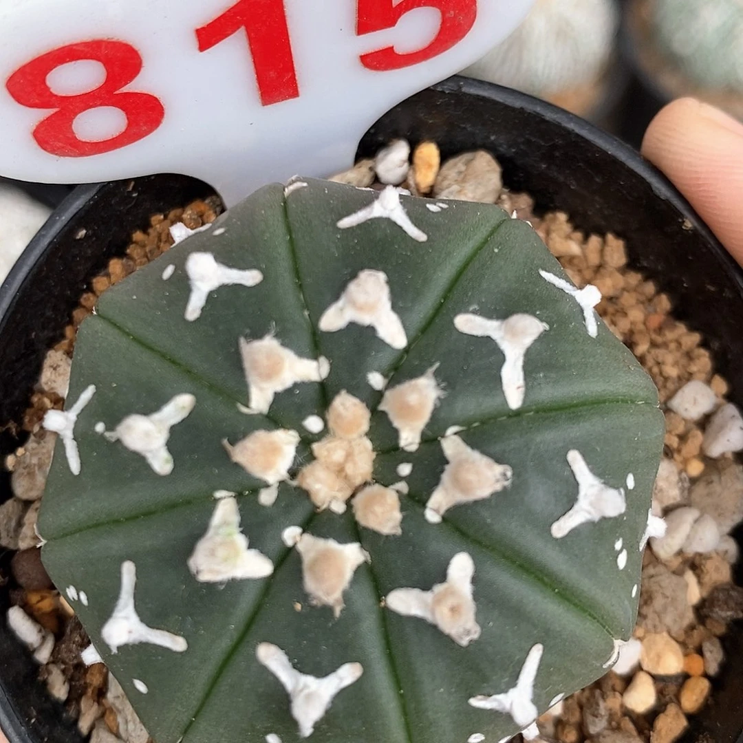 815v兜系列产品的