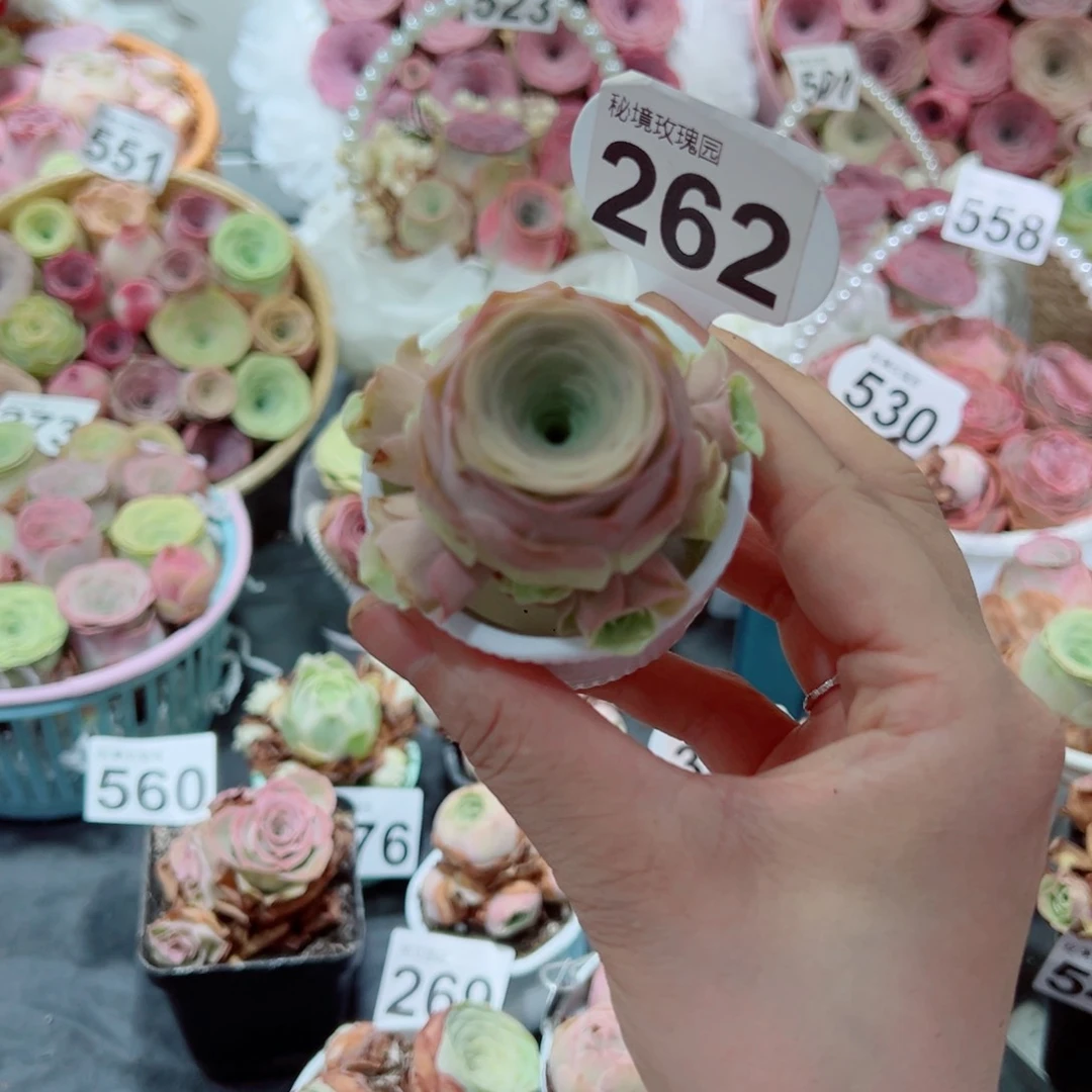 水蜜桃杂捧花群。  一物一拍