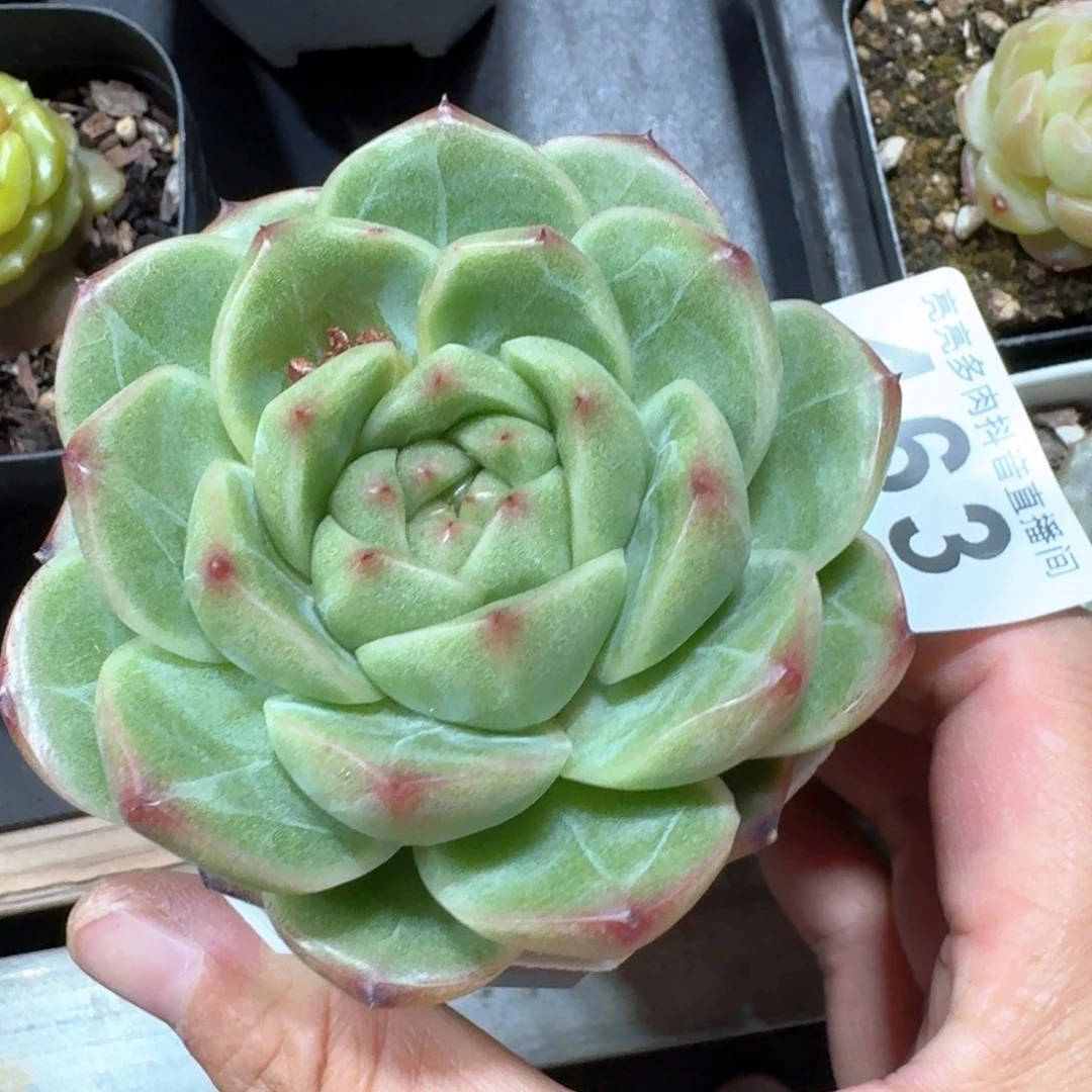 m100         多肉植物