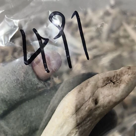 麦***师鹿角鹿角鹿角鹿角鹿角鹿角