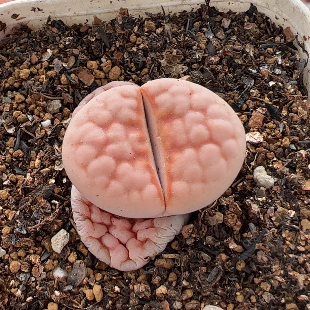 593多肉植物百科