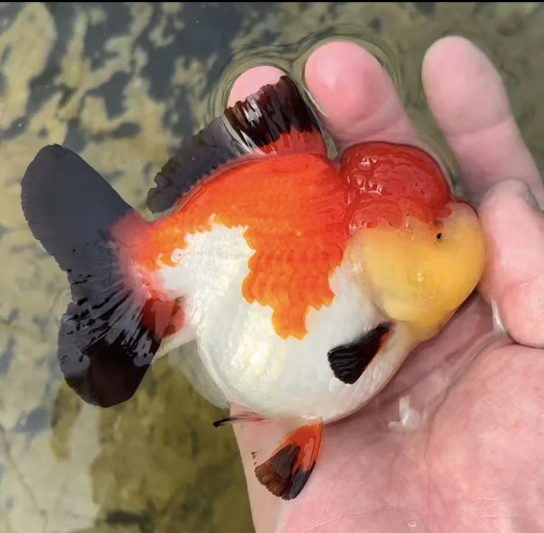 精品玛丽F1亚成短身高背