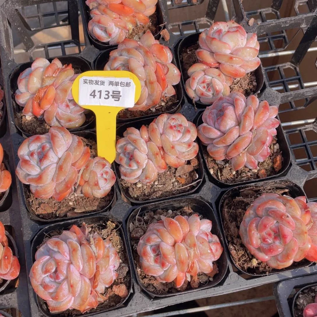 413号紫皮石榴籽星影双头两个