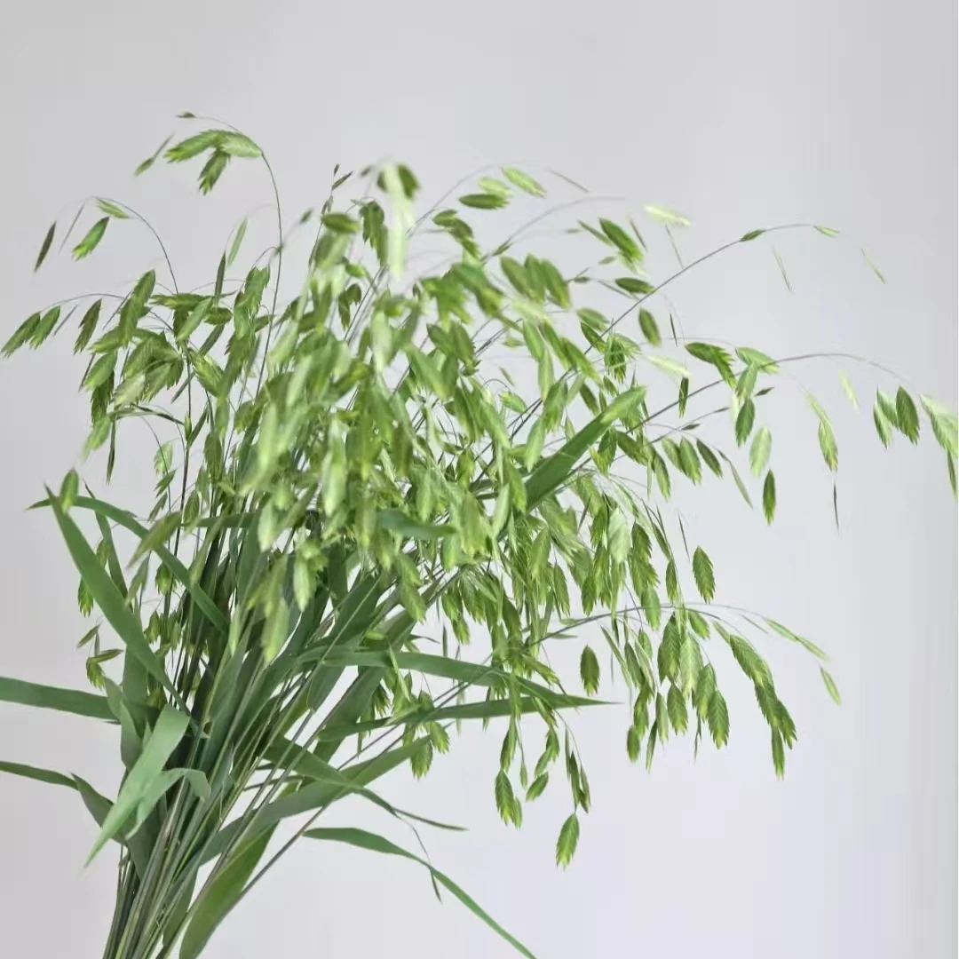 【小盼草1扎】任意2单鲜花升级顺丰/德邦
