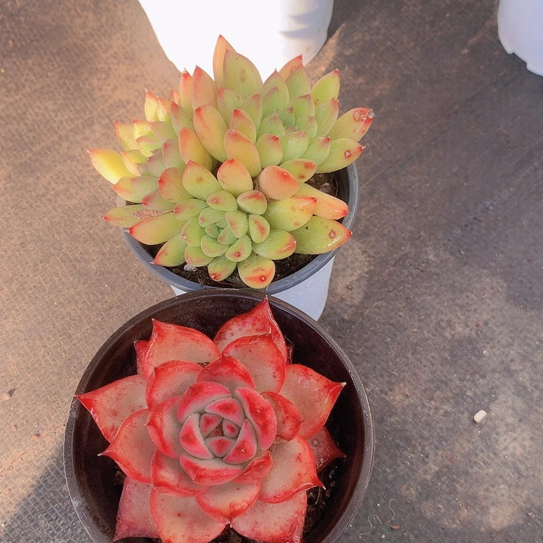 美人加阿姆斯壮345778