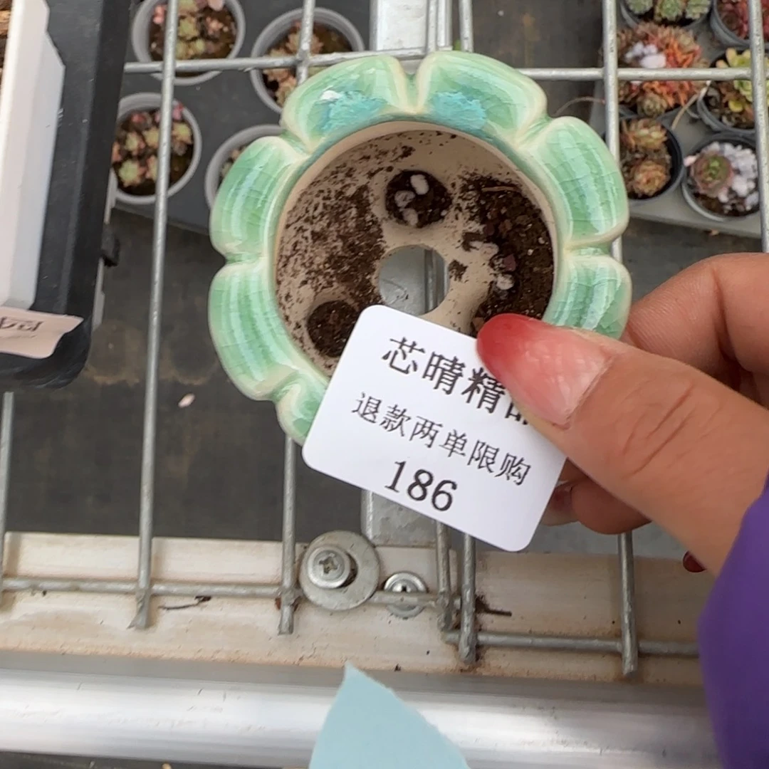 甜*闪购精品多肉186号