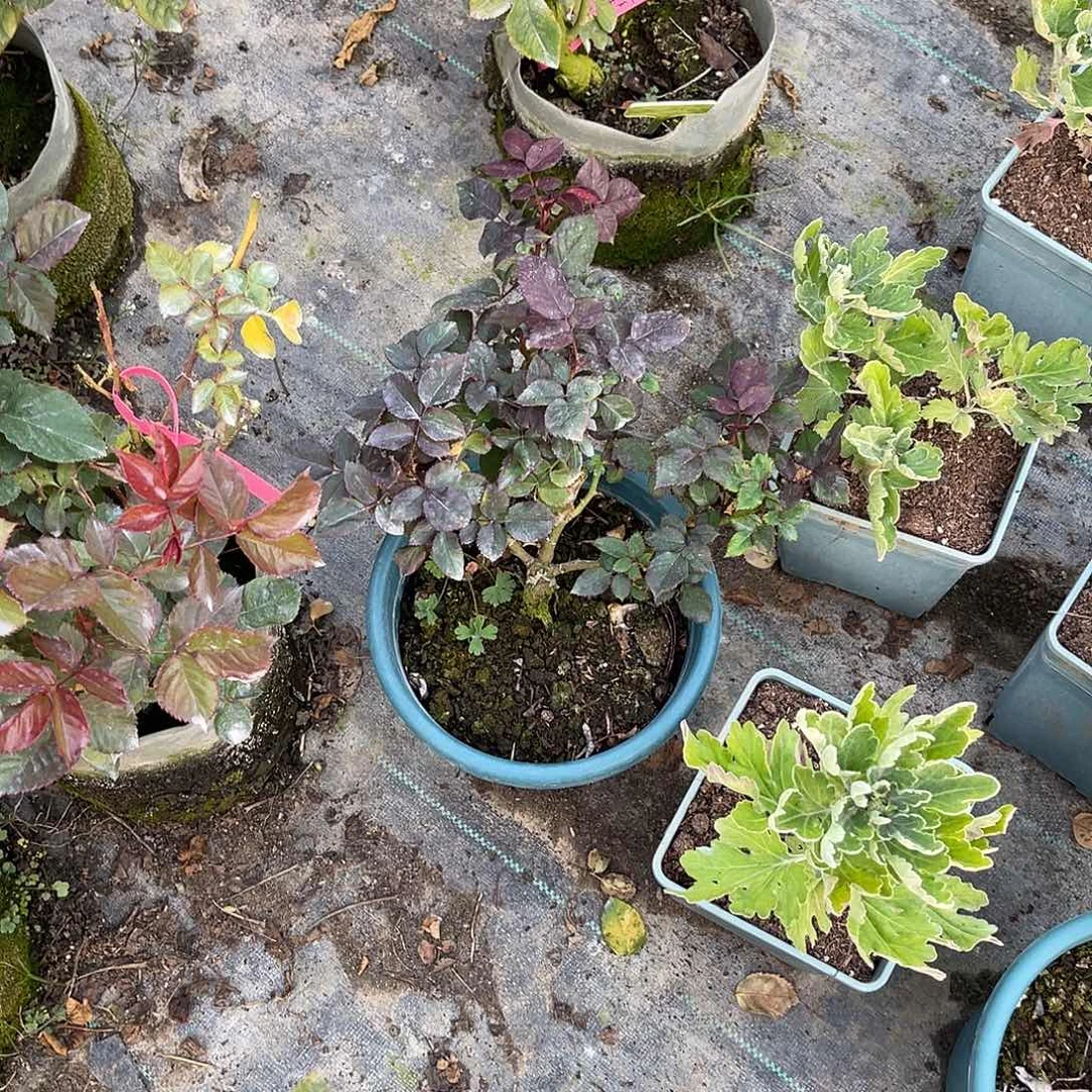 :****无花朵——-爱之主 福利款