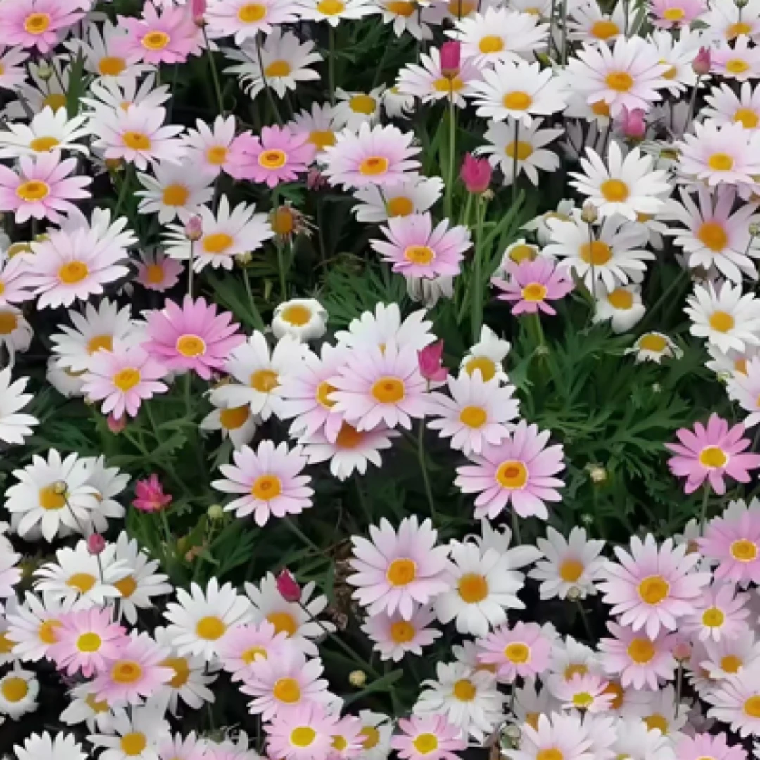 【花卉大集】玛格丽特勤花（本店花卉满两单包邮）