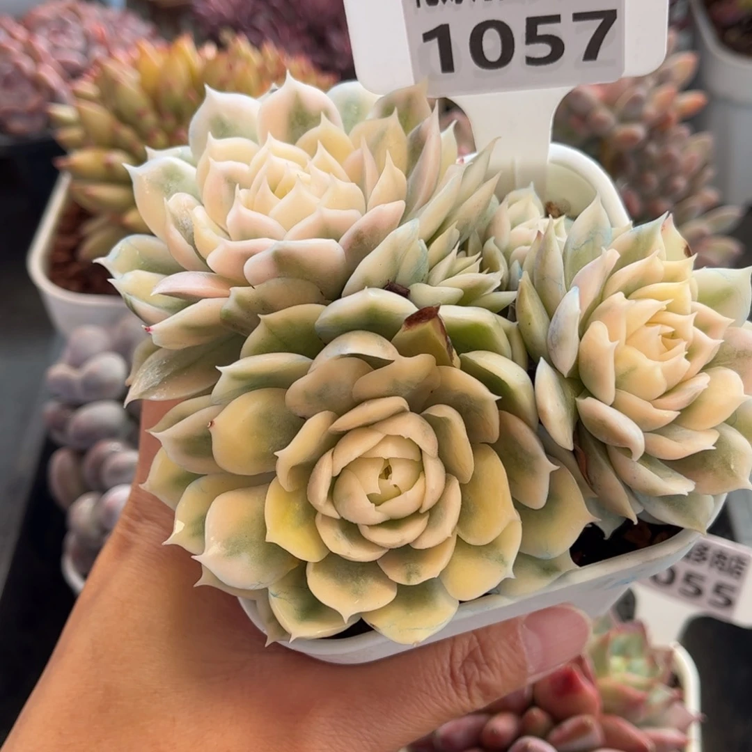 1057 天冷必拍保温箱