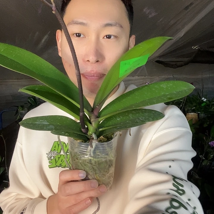 无花朵黄桃之梦蝴蝶兰