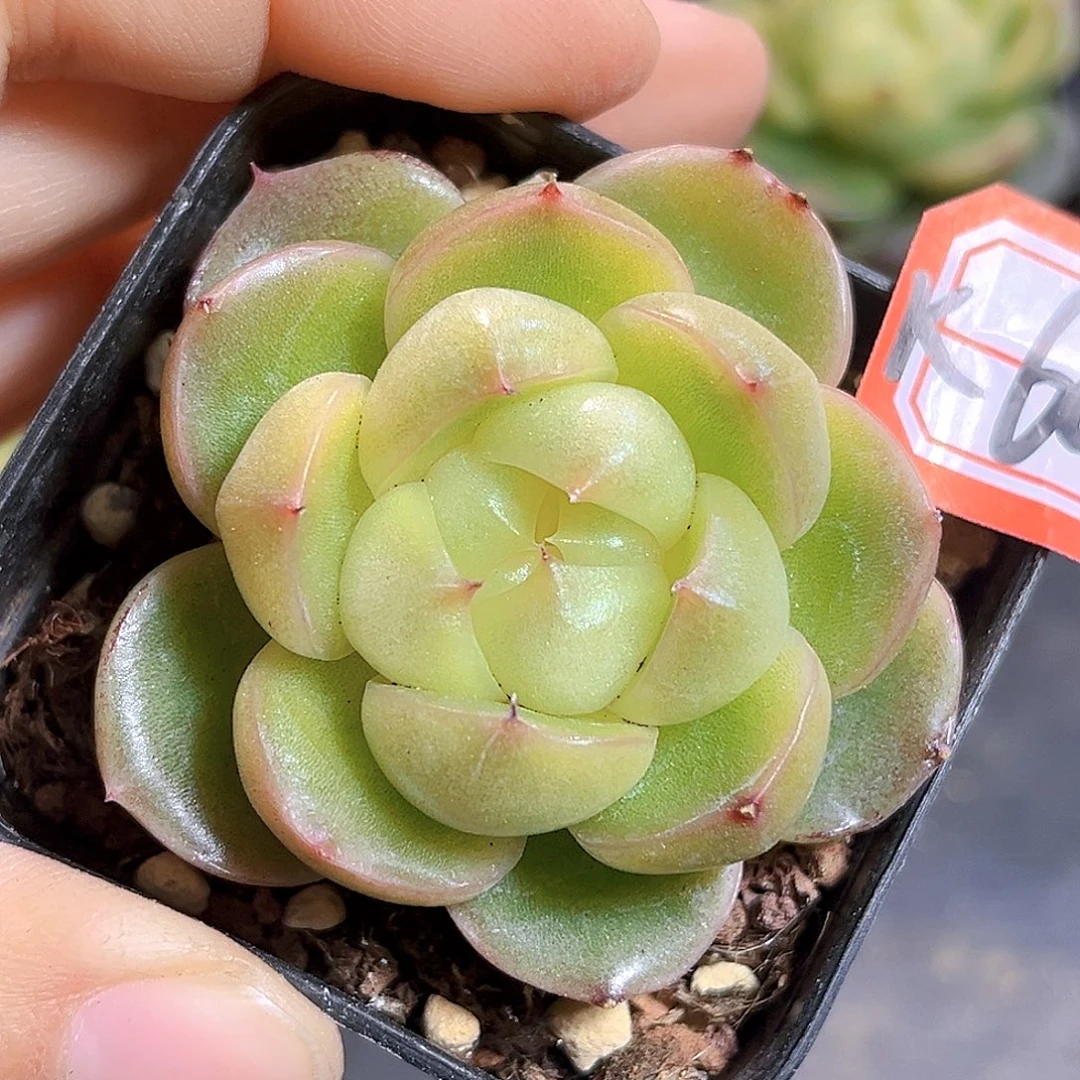 K605  玉玊 满18包邮