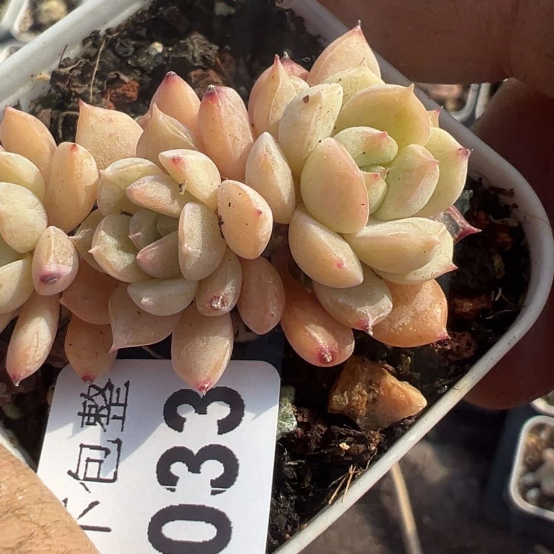 黃*柠小卡拉米糖心一物一拍7-33