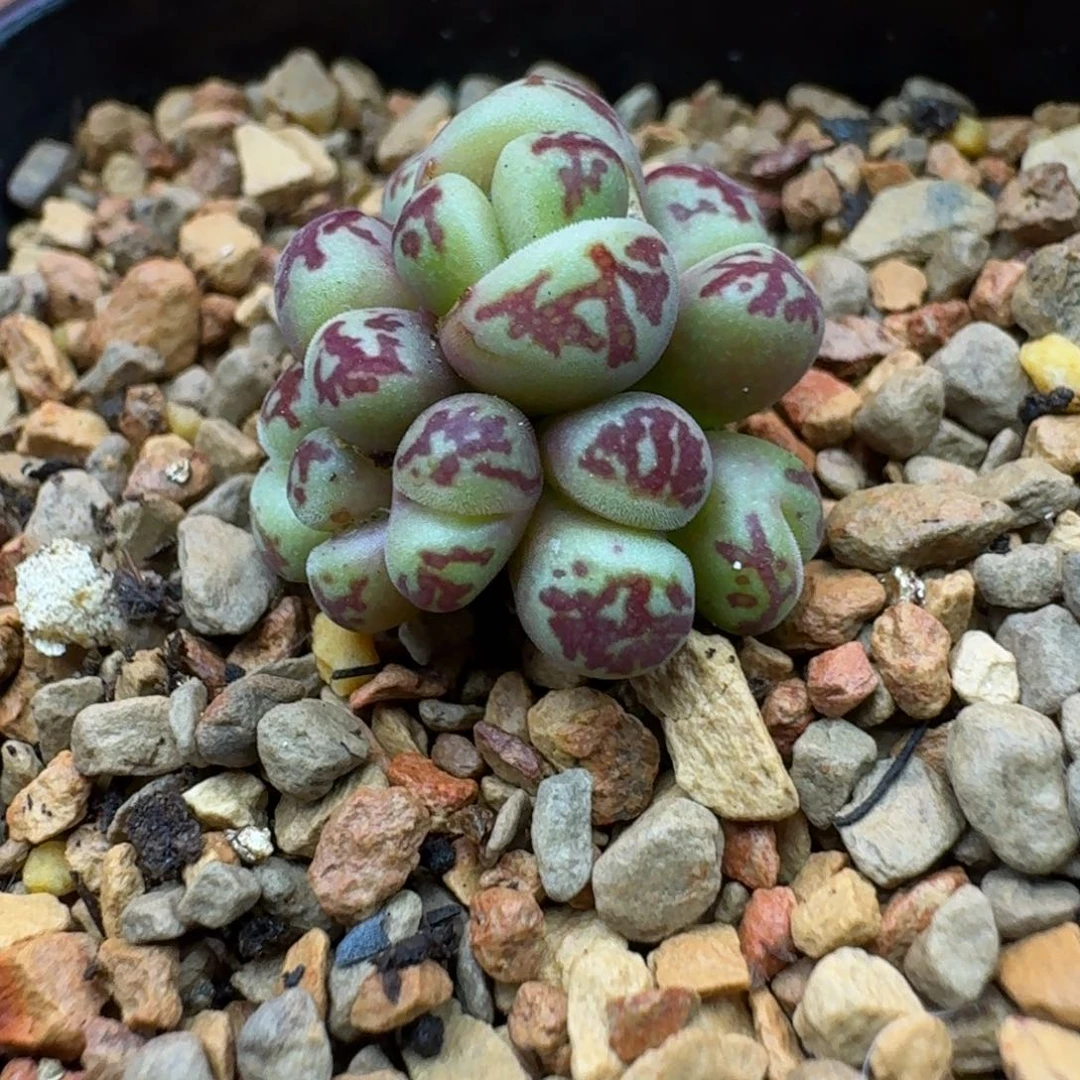 雪****云缦精品番杏17.37